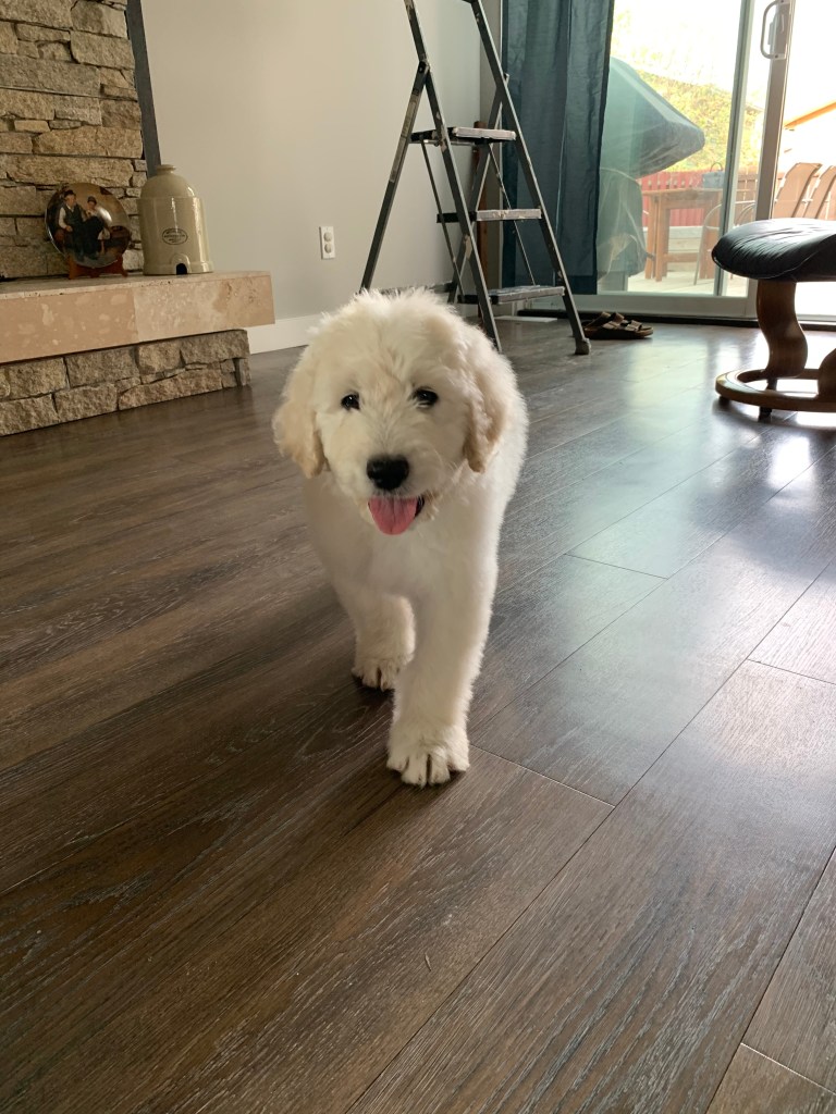 Great Pyrenees puppy