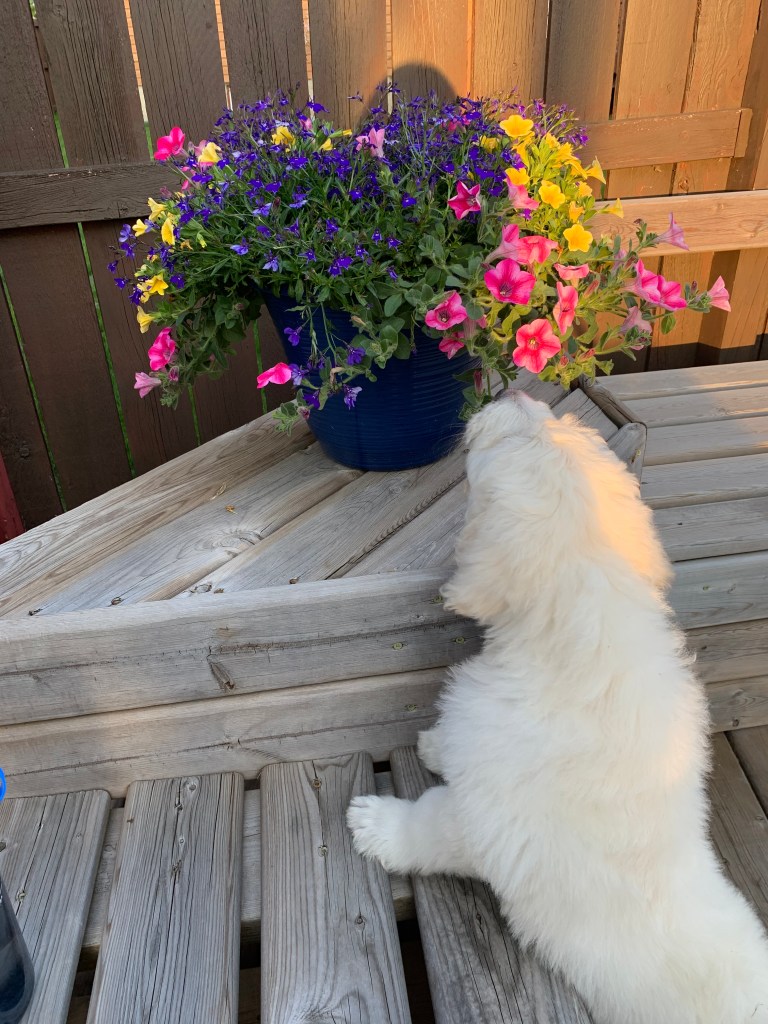 Puppy sniffing flowers