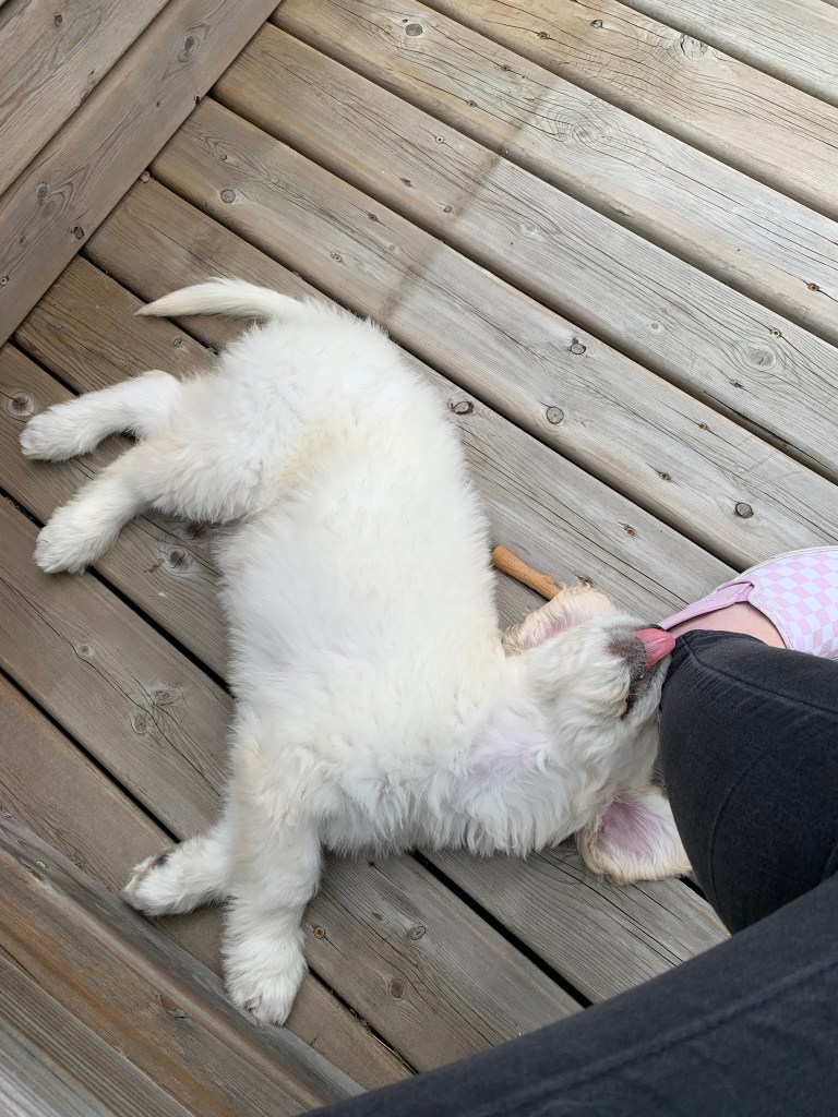 Puppy playing