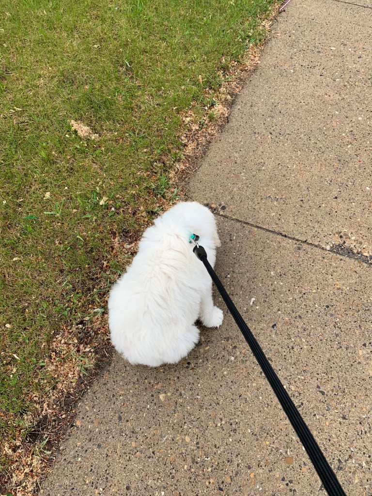 Small white dog