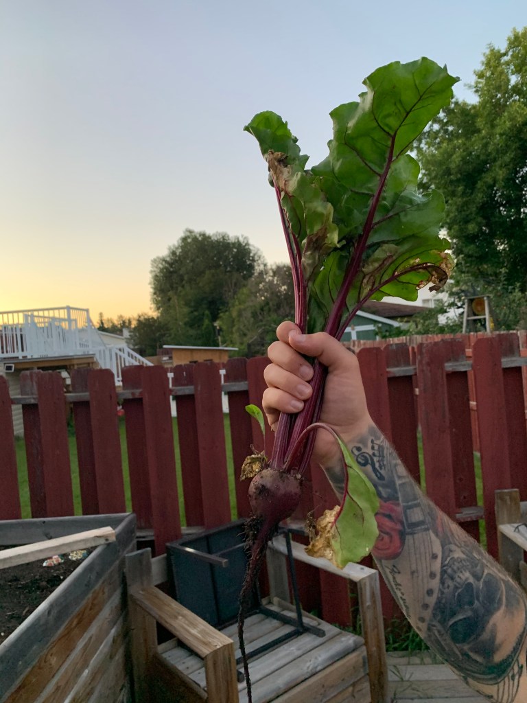 beet vegetable
