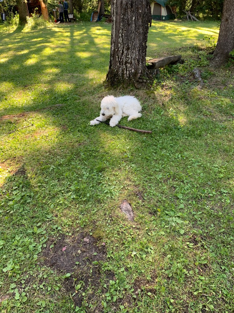 Dog with stick