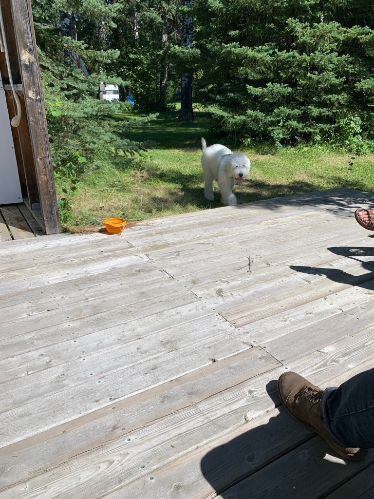 White dog on deck