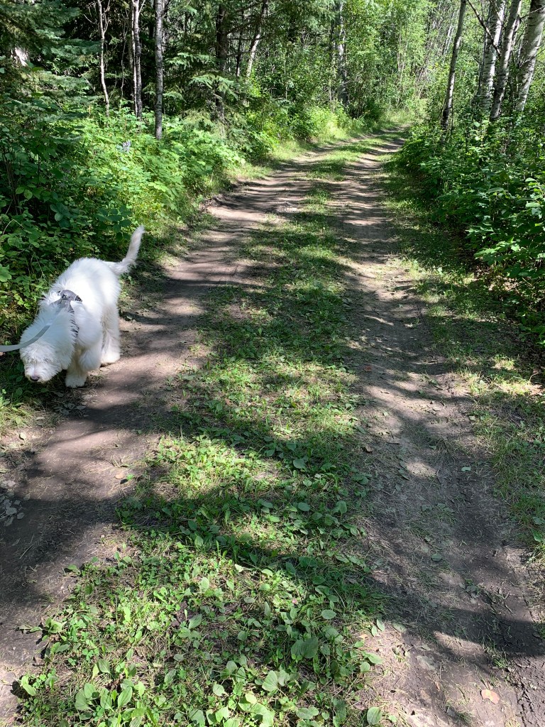 White dog walking in forest
