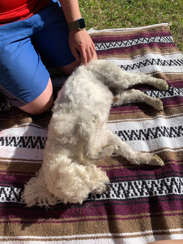 Small white dog