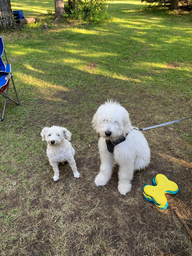 Two white dogs