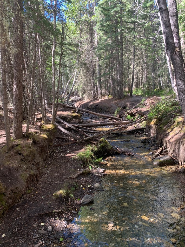 forest
