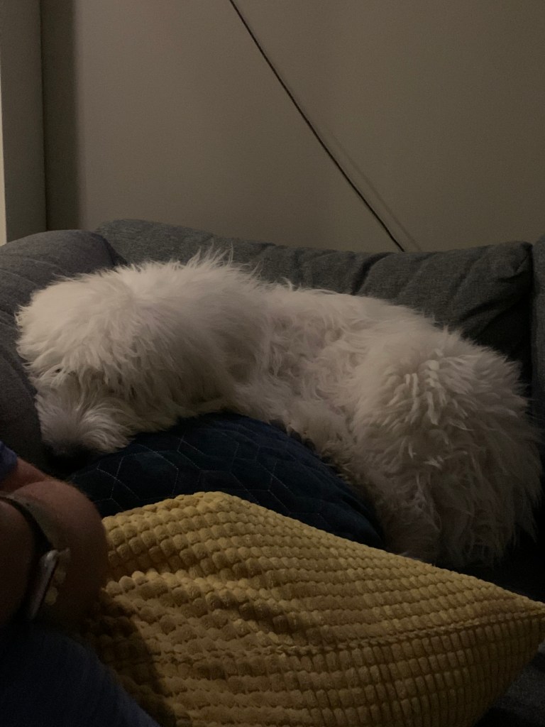 sleeping dog