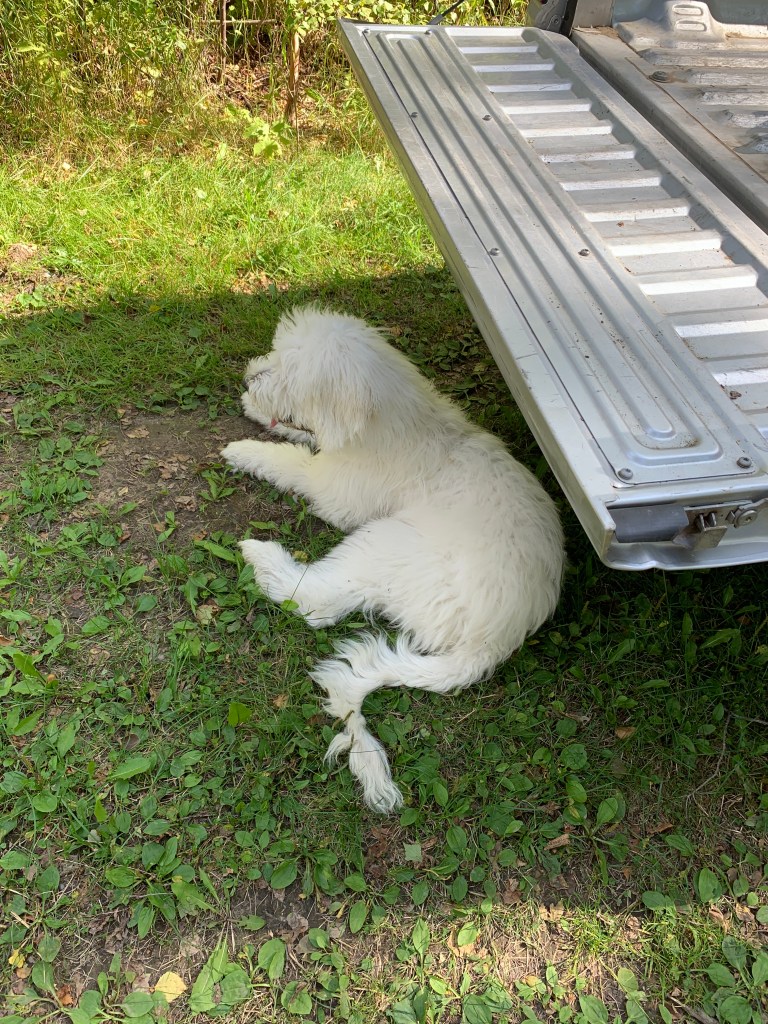 dog relaxing