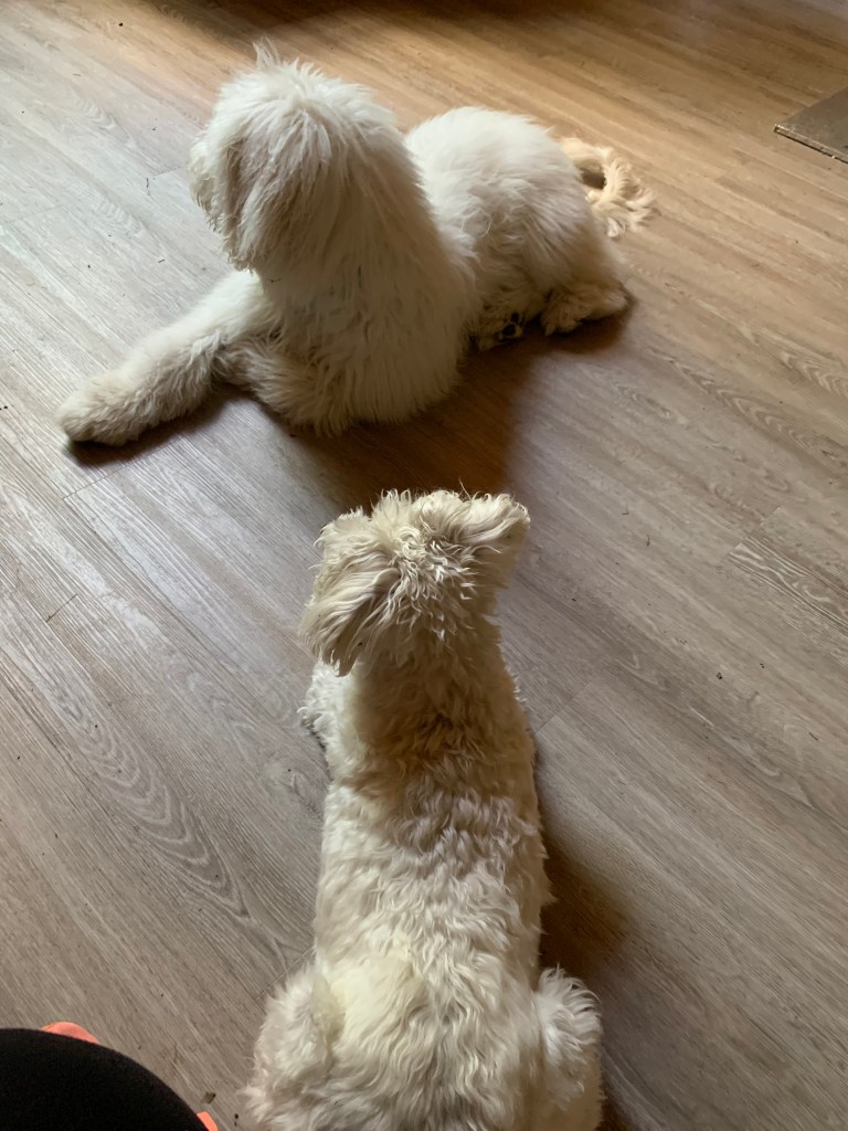 two dogs