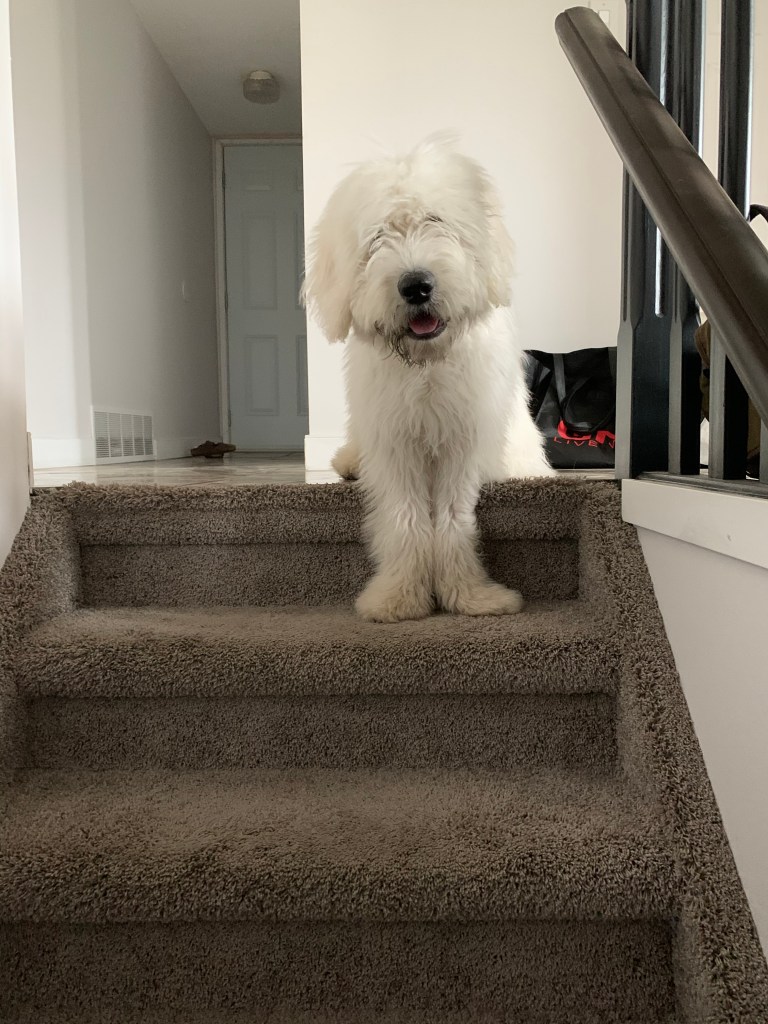 fluffy white dog