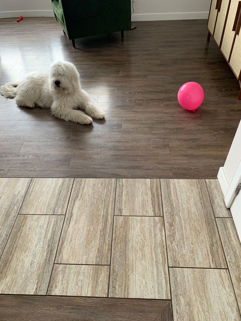 dog with balloon